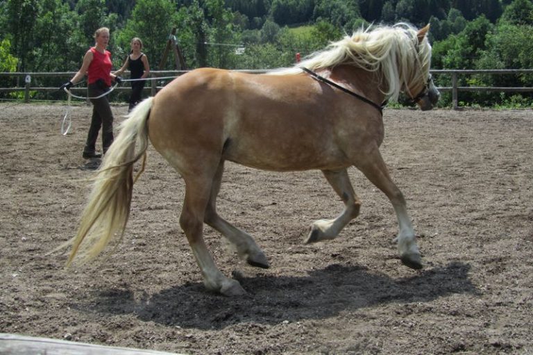 pferd5